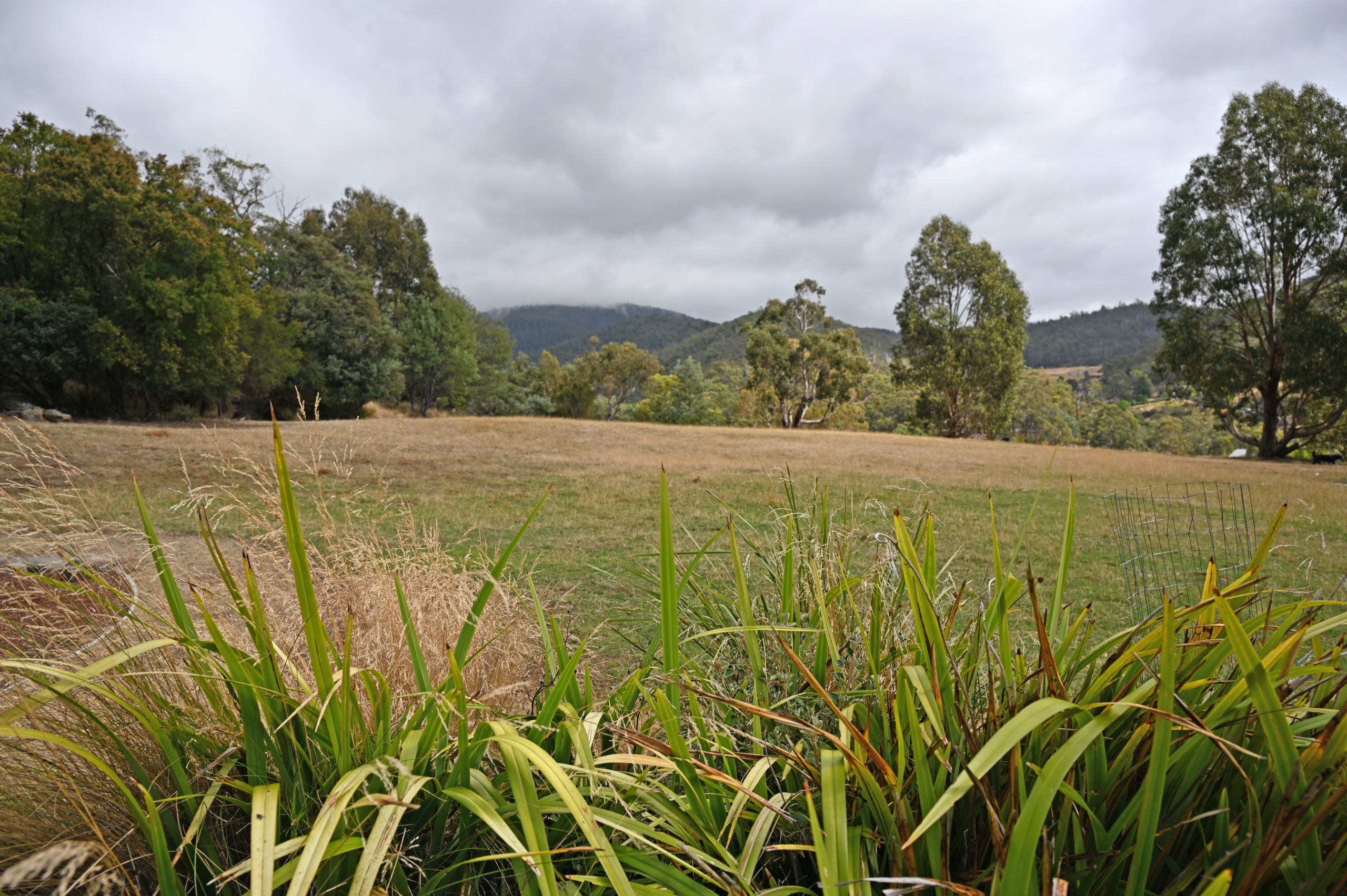 low angle shot of park with grass in foreground