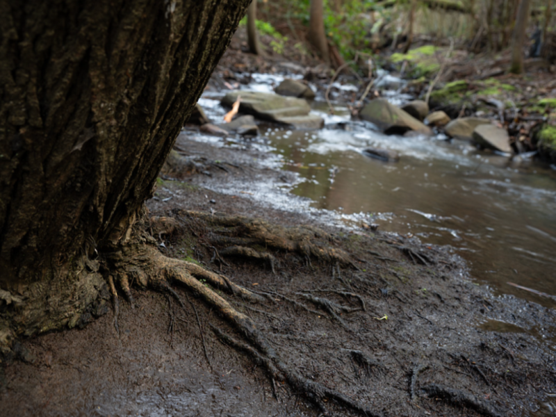Crack willow in Sandy Bay Rivulet