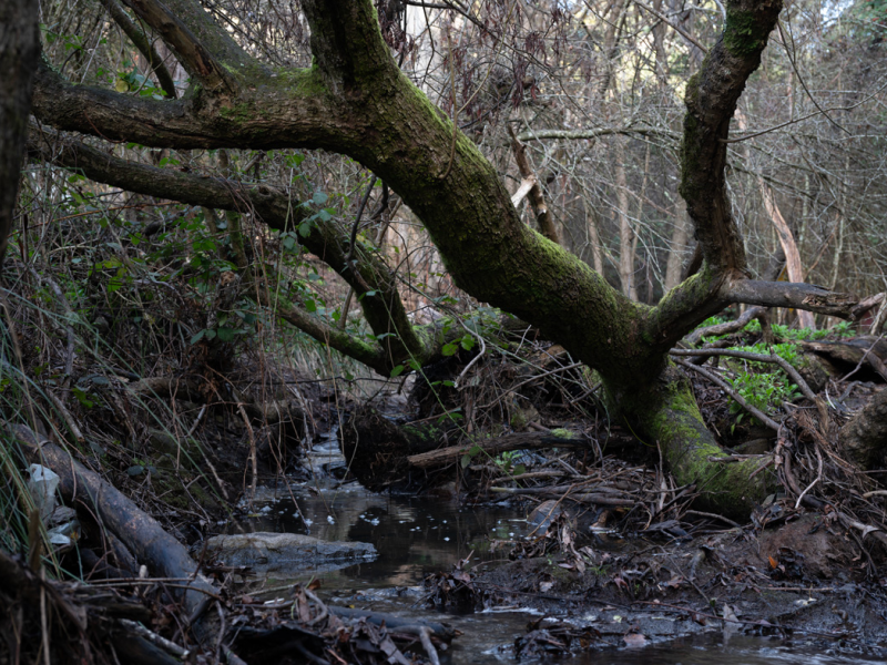 Crack willow in Sandy Bay Rivulet