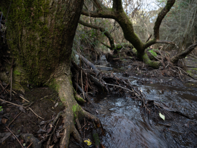 Crack willow in Sandy Bay Rivulet